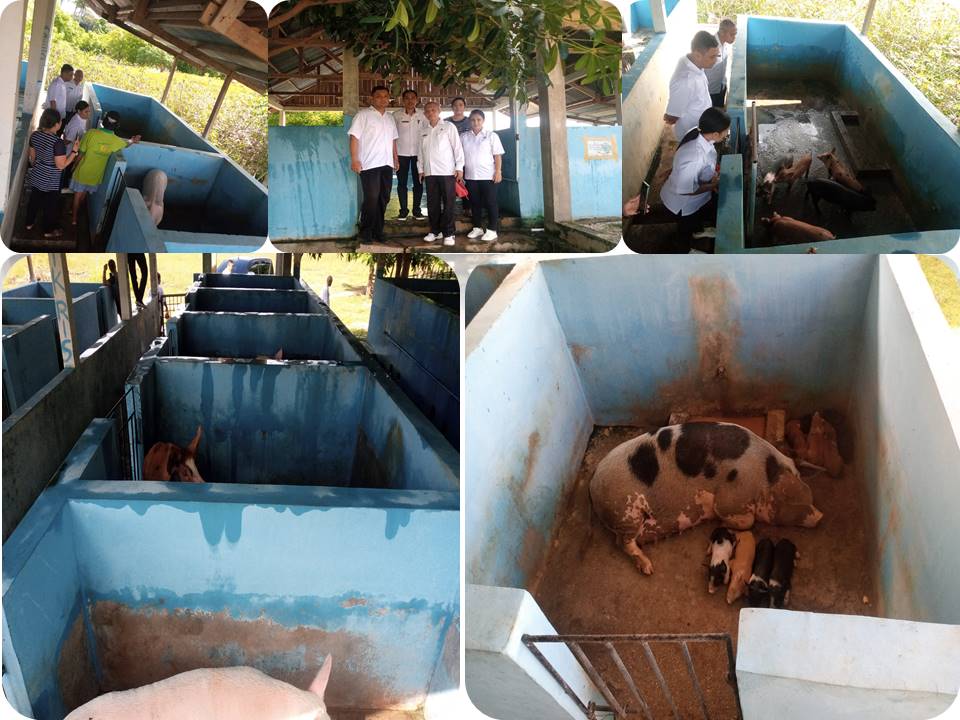 Kepala Dinas Pertanian dan Pangan Melakukan Monitoring Instalasi Ternak Babi